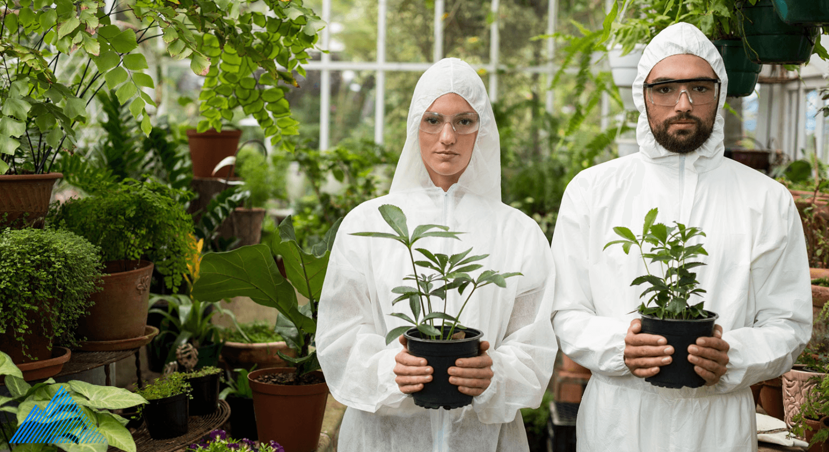 Two people in protective wear holding plants